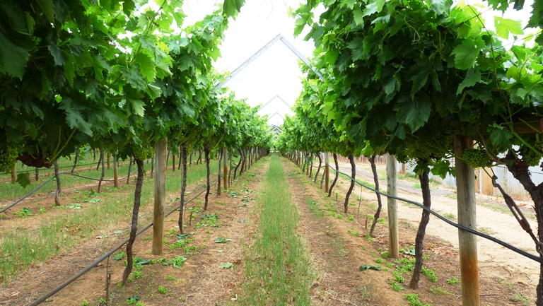 Weingut bei Guildford
